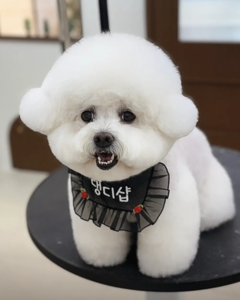 송도 6공구 애견미용