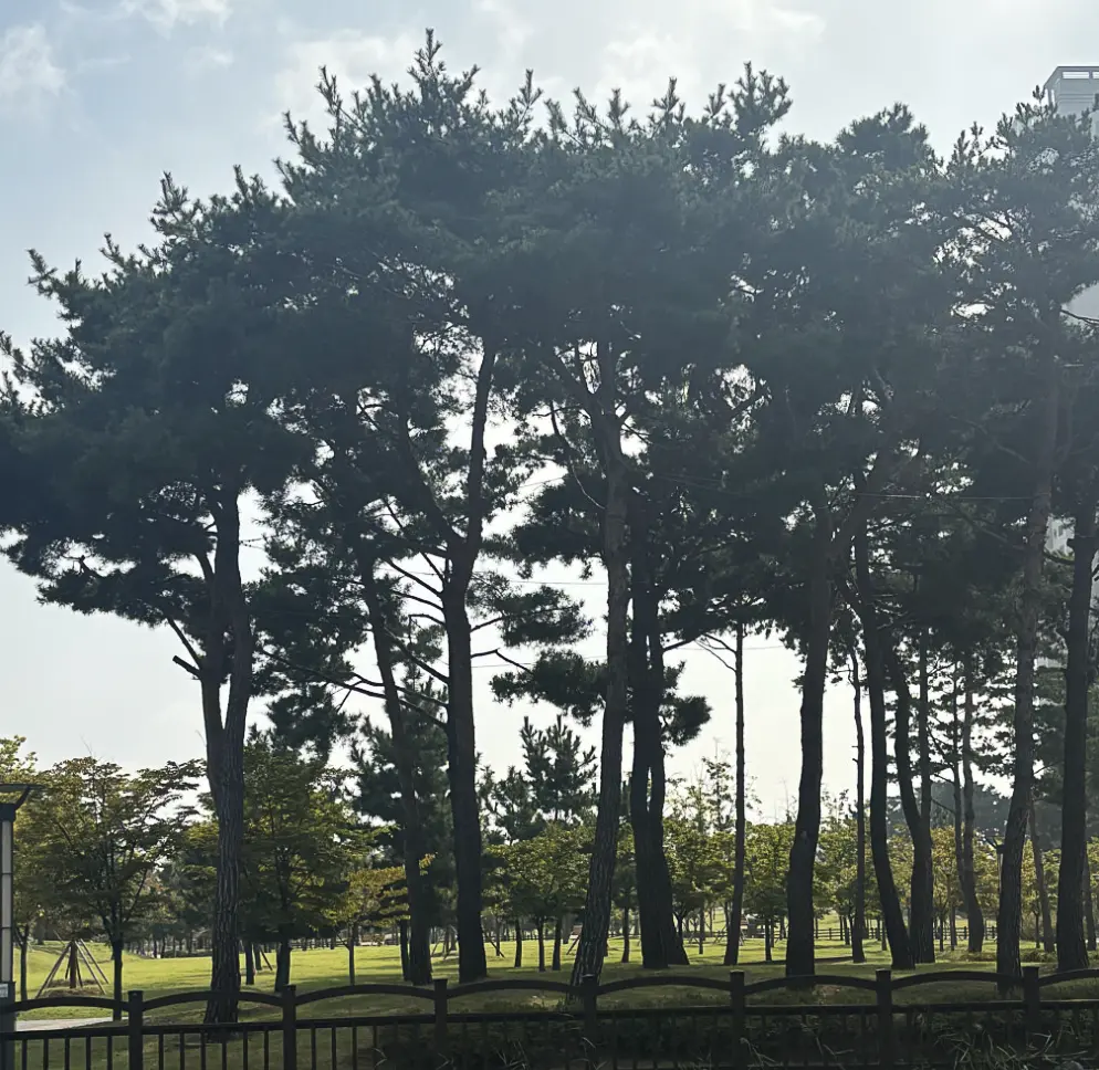 송도 피크닉